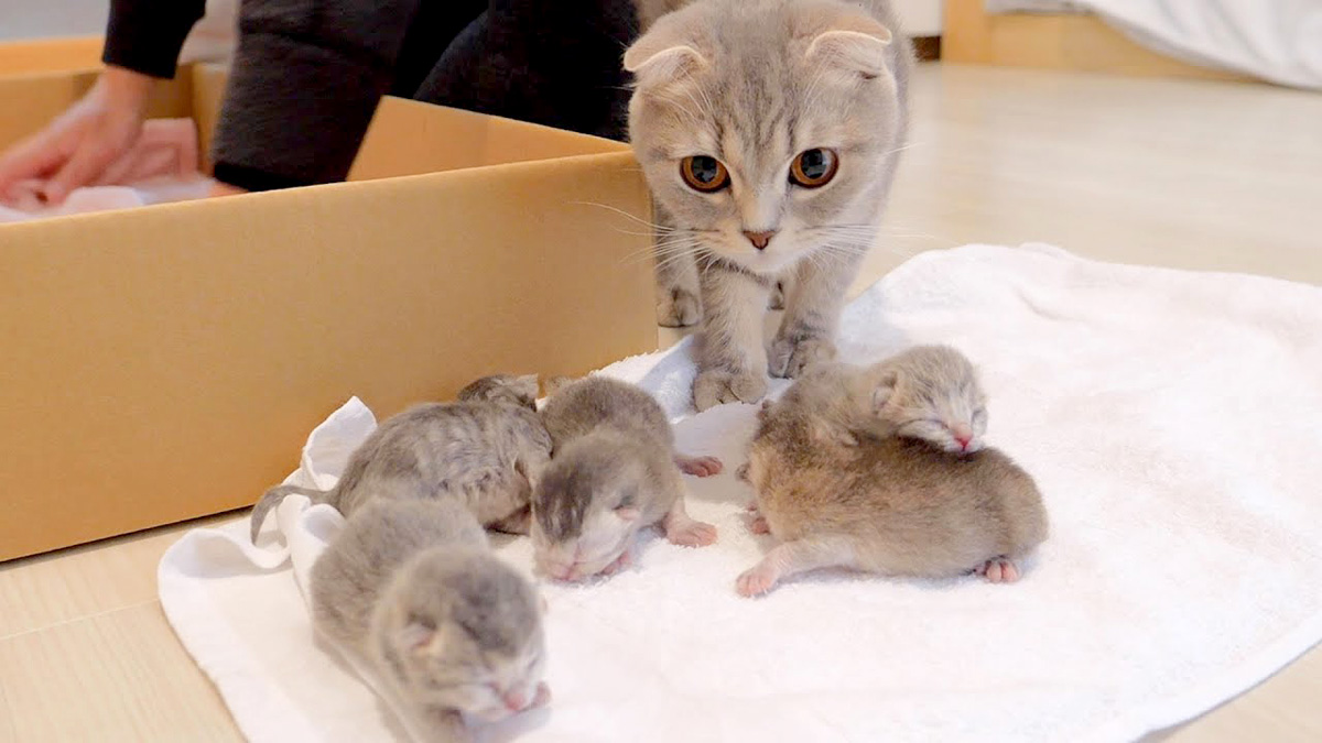 子猫達を見守る母猫