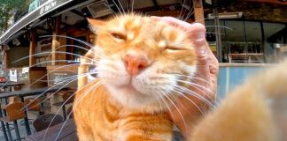 撫でられる猫