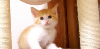 キャットタワーが気に入った子猫