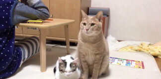 先輩猫に寄り添う子猫