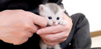 抱っこされる子猫