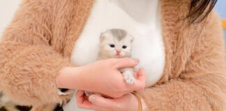 抱っこされる子猫