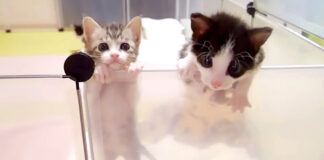 脱走する子猫達