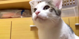 よそ見する子猫