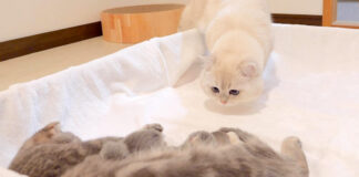 初めて赤ちゃん猫に会った父猫