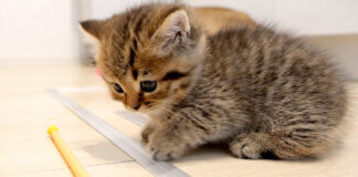 オモチャが気になる子猫