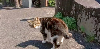 ついてきて欲しい猫