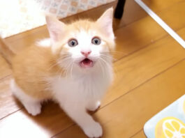 ご飯が食べたい子猫