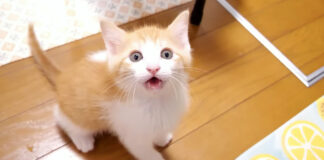 ご飯が食べたい子猫
