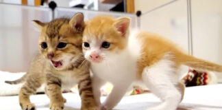 ご飯が食べたい子猫達
