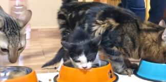 先住猫達とご飯を食べる子猫