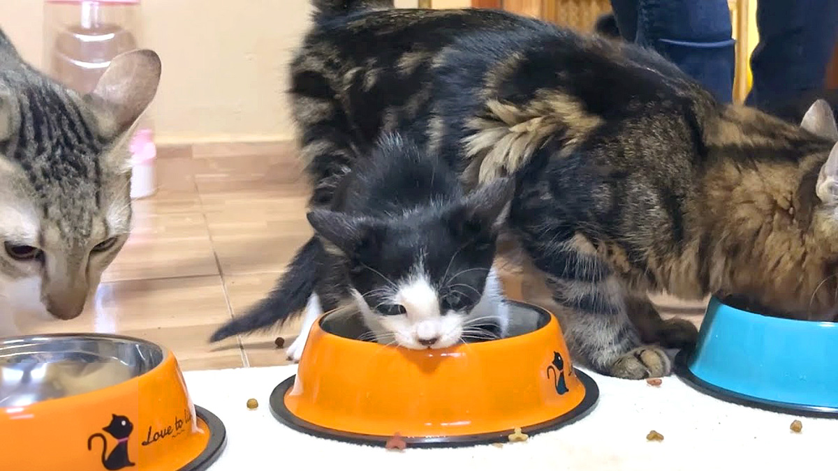先住猫達とご飯を食べる子猫