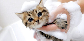 初めてお風呂に入った子猫