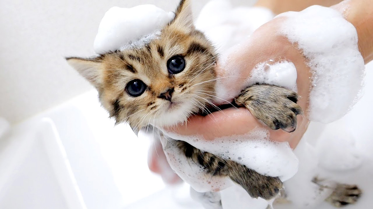 初めてお風呂に入った子猫