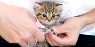 初めて爪切りする子猫