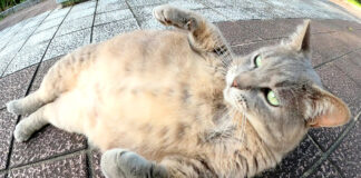 大きなお腹を披露する猫