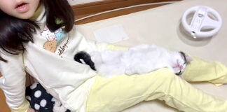 膝の上で眠る子猫
