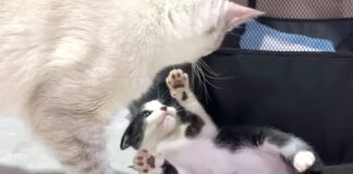 先住猫に抵抗する子猫