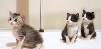 順番待ちする子猫達