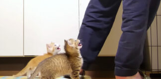 ご飯を急かす子猫達