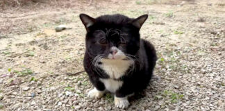 家に帰りたい猫