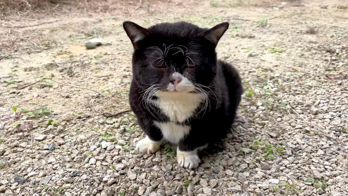 家に帰りたい猫