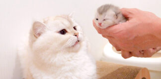 子猫が気になる父猫