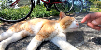 挨拶する猫