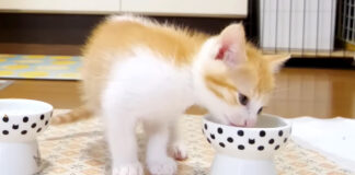 空のお皿を覗き込む子猫