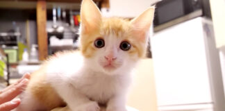 肩乗り子猫