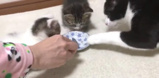 ご飯を巡る攻防