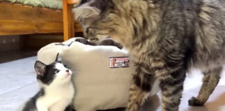 先住猫と子猫