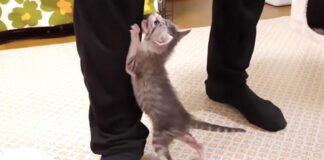 ミルクが飲みたい子猫