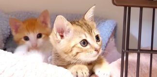 オモチャに興味津々の子猫