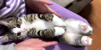 膝の上の子猫