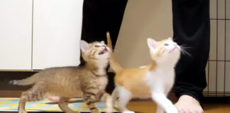 ご飯に向かう子猫達
