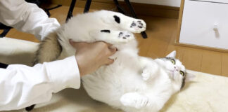 されるがままの猫さん