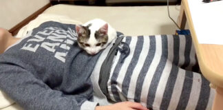 男の子に懐き過ぎな子猫
