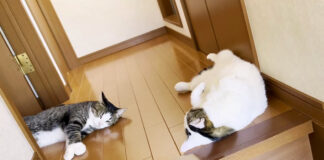 落ちてる猫