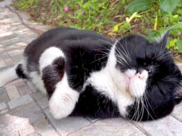歩くのをやめた猫