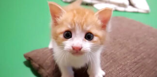 クイズを出してくる子猫