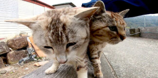 撫でられる猫達