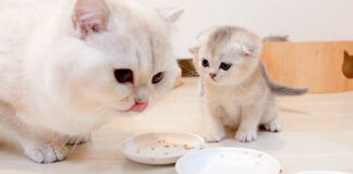 ご飯を父猫に食べられた子猫