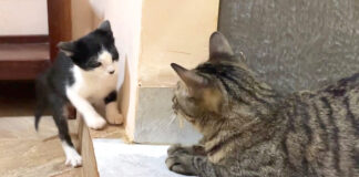 先住猫と子猫