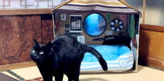 シェアハウスをプレゼントされた猫