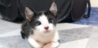 先住猫を心配する子猫
