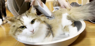 サマーカットされる猫