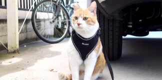 待つ猫