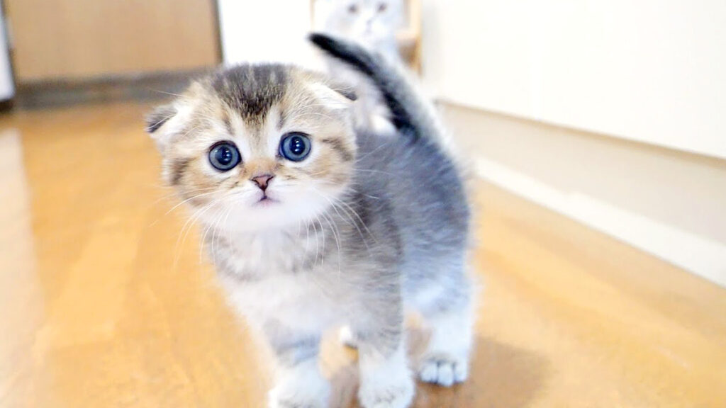 tonikaku_neko_title-1024x576.jpg