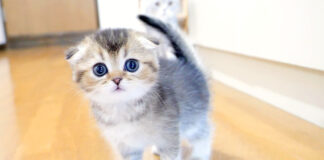 見つめる子猫